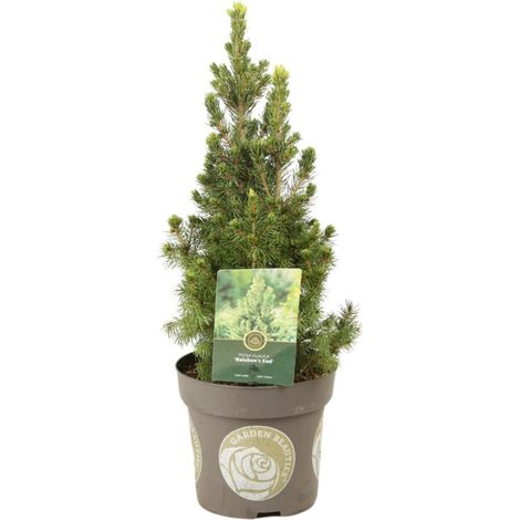 Épicéa blanc Rainbows End - Picea glauca Rainbows End 20/30cm Pot 2,5L