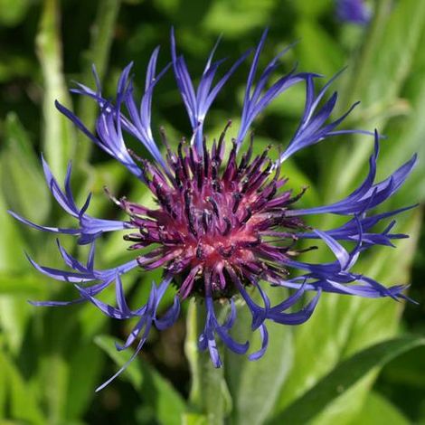 Centaurée des montagnes, Bleuet des montagnes | Conditionnement: Lot de 9 godets