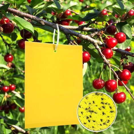 50 Piège Cerisier, Anti Moucherons Collant Double Face, Jaune Sticky Papiers pour Blanc Feuille de Mouches, Les Pucerons, Mineur avec des Liens Torsadés,15cm x 20 cm (1/5)