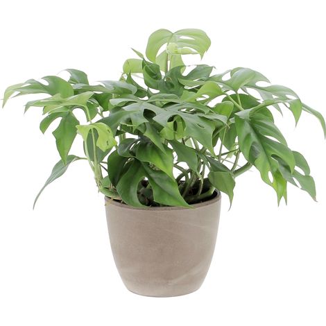 Monstera Minima con Vaso in Ceramica Earth - Piante Rampicanti Vere da Interni - Altezza 25-30 cm Vaso Ø 12 cm (1/4)