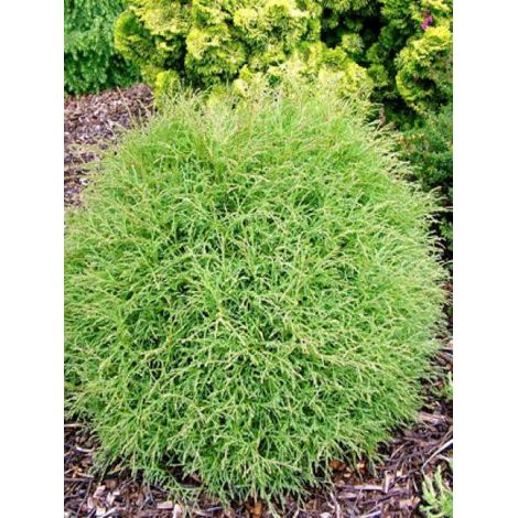 Thuja occidentalis 'Mr. Bowling Ball' Pot de 2L/3L
