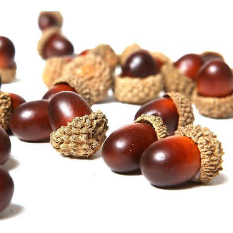 Gland - Décoration Artificielle en Mousse Écologique avec Chapeau Naturel - Hauteur 2,5 cm - Diamètre 1,5 cm - Lot de 50 Pièces - Pour Décoration Automnale Noël Mariage DIY (1/5)