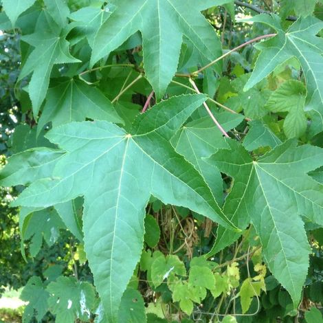 Copalme d'Amérique Worplesdon, Liquidambar/Pot de 15L - Baliveau (1/5)