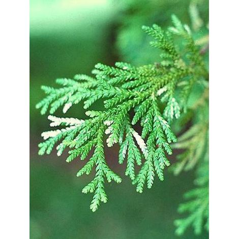 Thujopsis dolobrata Pot de 4L/5L (1/3)