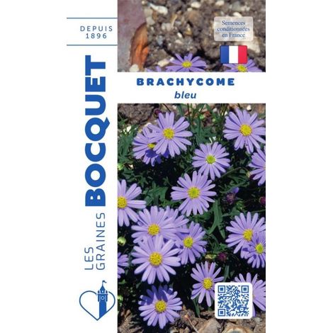 Brachycome bleu - 0,5g