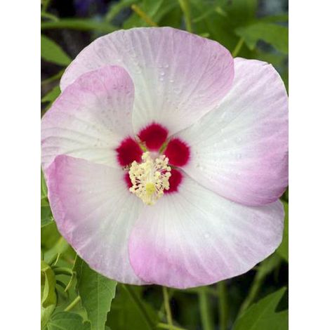 Althée, Ketmie, Rose de Chine 'Fujin Akata204' Pot de 4L/5L (1/2)