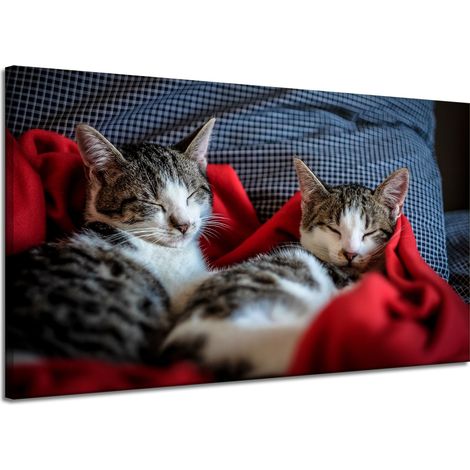 Lienzo impreso con la imagen de gatitos durmiendo (120 x 70 cm).