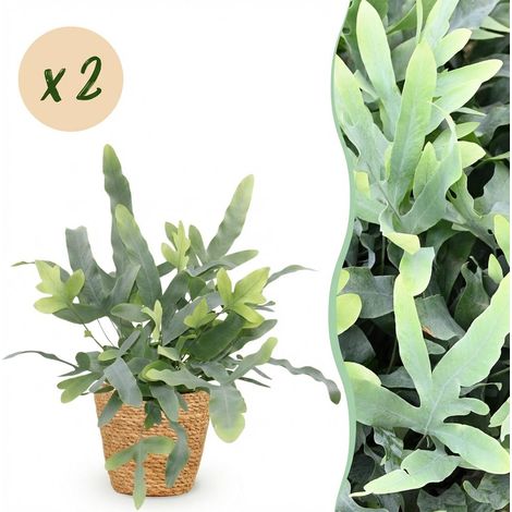 Phlebodium aureum Blue Star Fougère Bleue Plante d'Intérieur Amie des Animaux avec Panier Lot de 2 - PANGIVO (1/5)