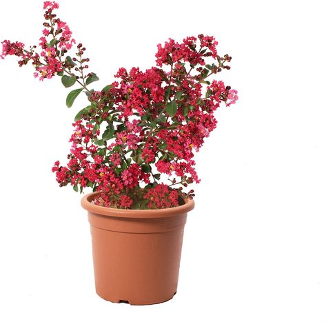 Lagestroemia Indica Rossa - Piante da Esterno Vere Fiorite - H 60-80 cm Vaso Ø 24 cm