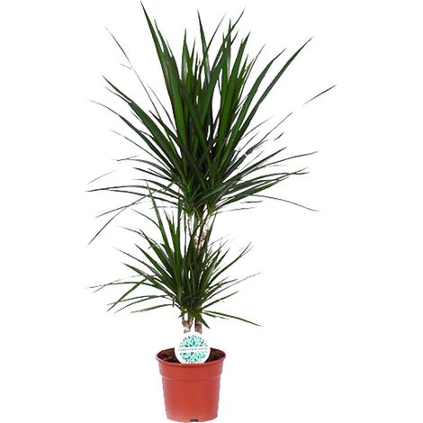 Dracaena Marginata - Dragonnier Plante Verte d'Intérieur Ø17 cm Hauteur 75 cm Mi-ombre - PANGIVO (1/4)