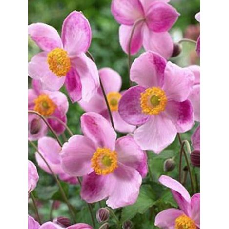 Anémone du Japon 'Little Princess' Godet de 8/9 cm (1/3)