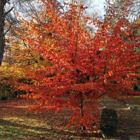 Pépinières Naudet – Arbre de fer (Parrotia persica) – Feuillage caduc rouge et pourpre – Hauteur à maturité 5m – Résistant jusqu'à -15°C