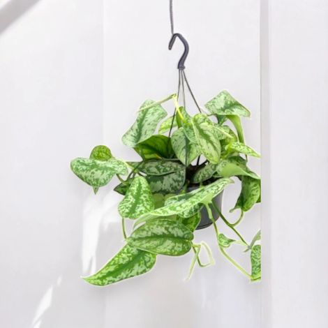 Gardenaria Scindapsus pictus 'Trebie' - Pianta da interno ornamentale - Altezza: 30 cm (vaso 15) (1/4)