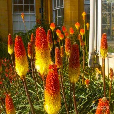 Pépinières Naudet – Tisons de Satan (Kniphofia Rooperi) – Plante vivace fleurie – Hauteur à maturité 1,20m – Exposition ensoleillée – Floraison orange de mai à octobre