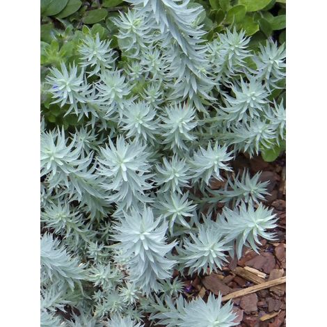 Euphorbe sapinette 'Ponte Leccia ' Godet de 8/9 cm
