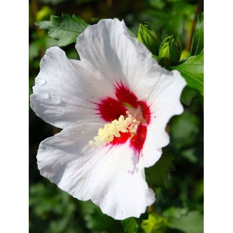Mauve en arbre 'Hibisa Blanco' Pot de 3L/4L (1/2)