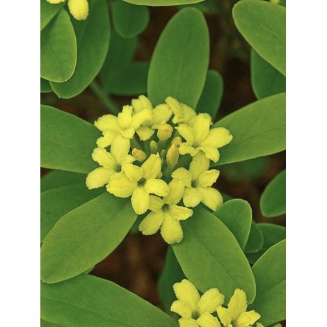 Bois-joli 'Royal Crown' Pot de 2L/3L (1/2)
