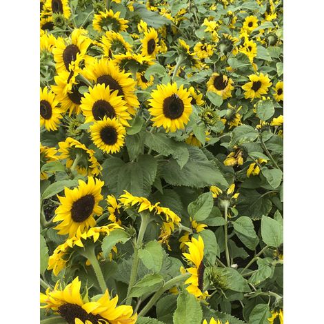 Soleil, Tournesol 'Little Dorrit F1' le sachet de 25 graines