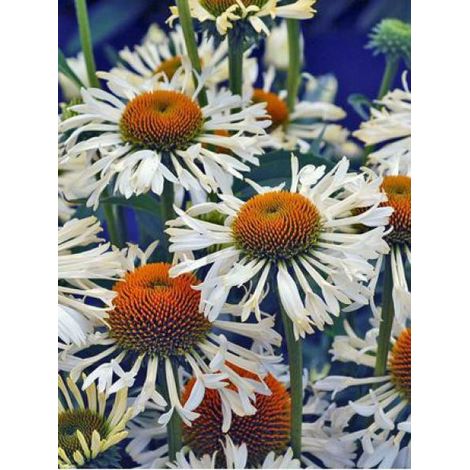 Rudbeckia pourpre 'Ferris Wheel' Godet de 8/9 cm (1/3)