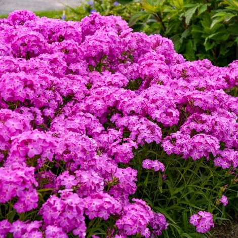 1000 pièces Graines de fleurs Phlox rose vivace + engrais – Plantes jardin extérieur attractives pour papillons et floraison longue (1/3)