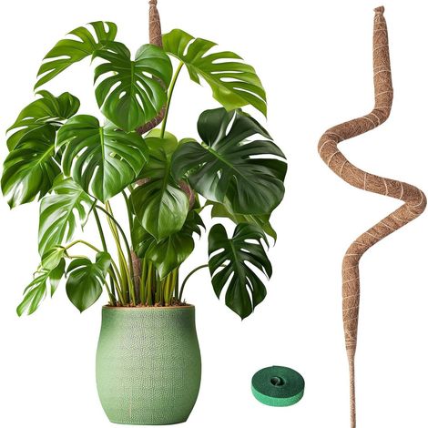 Tuteur 120 cm Lot de1, Tuteur Plante en Fibre de Coco Naturelle, Support Solide pour Plantes Grimpantes d’Intérieur (1/3)