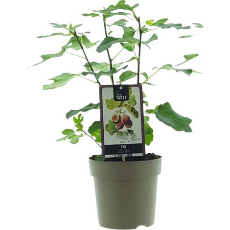 Ficus précoce de Dalmatie plante verte d’intérieur feuillage décoratif pot 15 cm hauteur 40 cm - PANGIVO