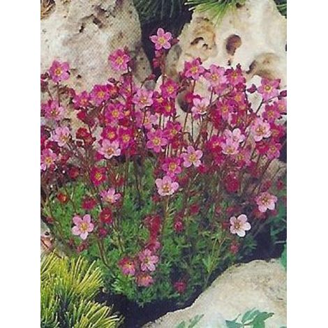 Saxifrage 'Pixie' Godet de 8/9 cm