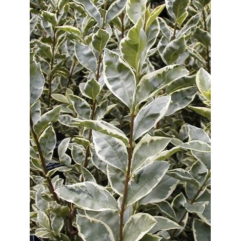 Troène de Californie  'Argenteum' Godet de 8/9 cm
