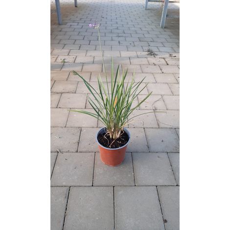 Tulbaghia Violacea V17 (1/2)