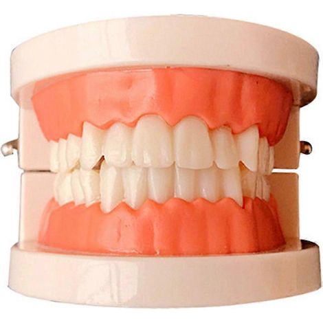 Modèle de dents standard, modèle de brossage de dents, typodont de démonstration pour l'enseignement (1/3)