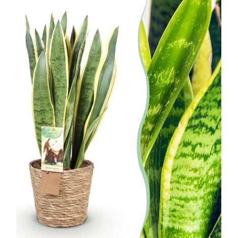 Sansevieria Laurentii Langue de Belle-mère Plante d'Intérieur avec Panier Vert et Jaune 70-80 cm - PANGIVO (1/5)