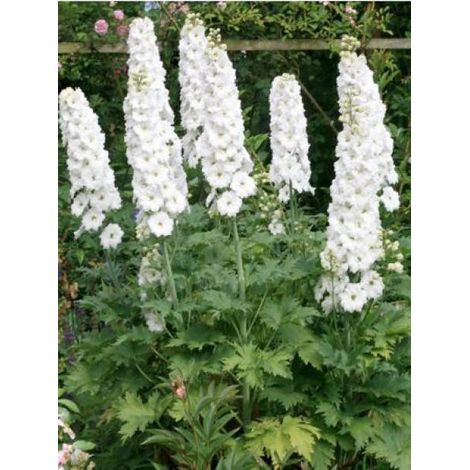 Pied d'Alouette vivace 'Galahad' Godet de 7/8 cm (1/2)