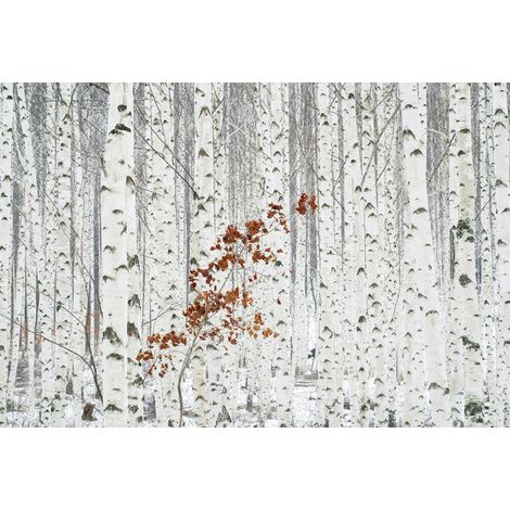 Papier peint panoramique blanc forêt d'hiver | Tapisserie panoramique forêt de bouleau idéale salon | Papier peint panoramique arbre idéal chambre - 384 X 260 cm (8 pièces) (1/2)
