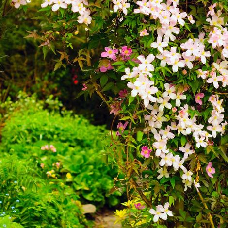 Clématite Montana 'Mayleen' (Clematis Montana 'Mayleen')