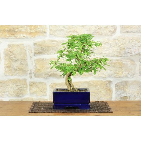 Bonsai di Sesbania (8) (1/5)