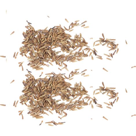 50 g de graines de pyrèthre (Pyrethrum cinerariifolium) pour jardin de balcon (1/5)