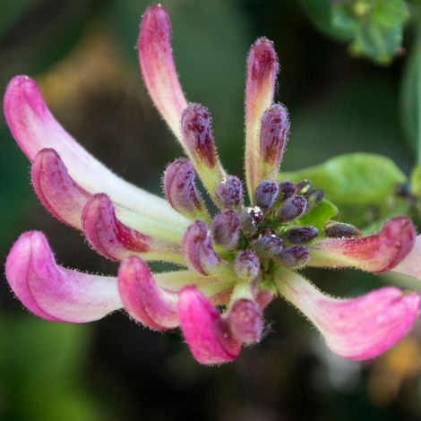 Chèvrefeuille - Lonicera periclymenum Belgica Select 70cm (1/2)