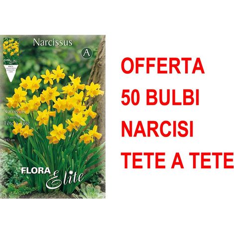 OFFERTA 50 BULBI NARCISO CYCLAMINEUS TETE A TETE BULBS BULBES