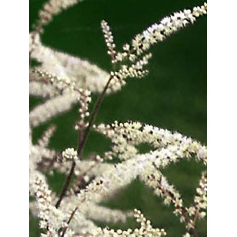 Barbe-de-Bouc 'Misty Lace' Godet de 8/9 cm (1/3)