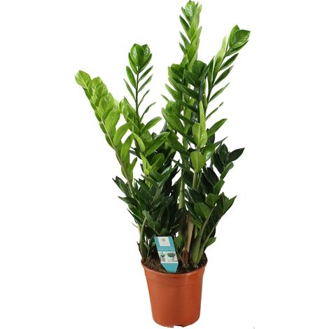 Zamioculcas Plante ZZ d'Intérieur Dépolluante Entretien Facile Vert Foncé Ø21 cm Hauteur 75 cm - PANGIVO (1/4)