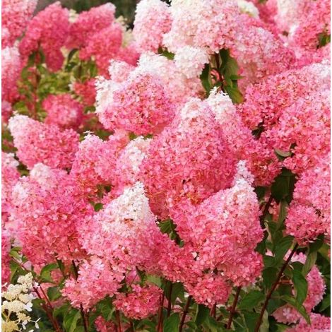 Hortensia paniculé 'Framboisine'® - 30-40 cm pot (1/5)