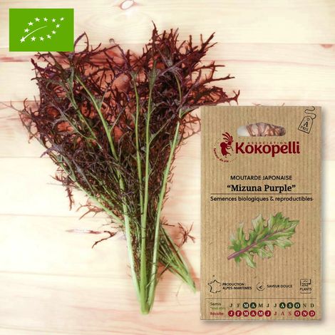 Moutarde Japonaise Mizuna Purple- Graines bio à semer