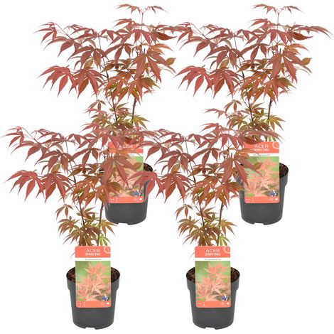 Bloomique - Lot de 4 - Acer palmatum Atropurpureum - Érable du Japon - Feuillage rouge - Résistant au froid - 25-40 cm de Haut - Pot 10,5 cm