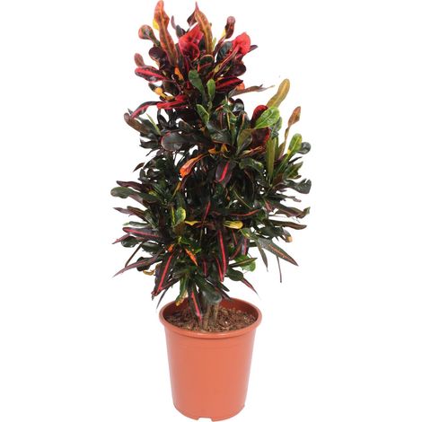 Plante d'Intérieur Croton Codiaeum Variegatum Mammi Feuillage Multicolore Ø27 cm H100 cm - PANGIVO (1/4)