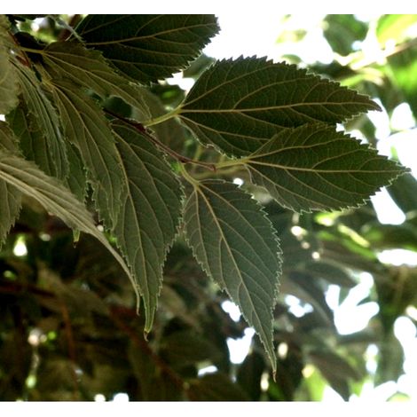 Planta de Celtis Australis - Almez. 30 - 40 Cm