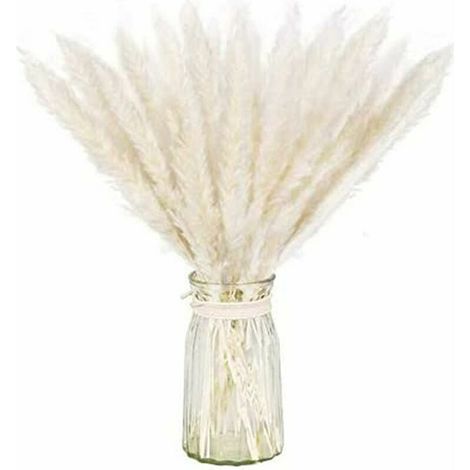 Lot séché naturel d'herbe de pampa sèche pour la décoration intérieure 20pcs (blanc) (1/5)