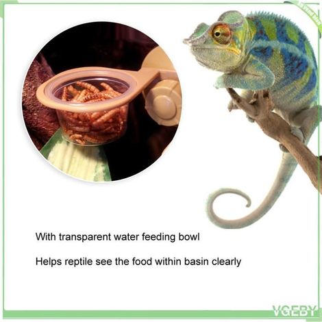 Bol d'alimentation pour reptiles - FAFEICY - Suspendu ABS - Ventouse forte - Simple ou double - Vasque transparente (1/5)