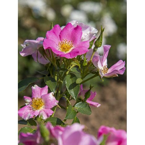 Rosier à massif 'Pink Meissalu' Pot de 2L/3L