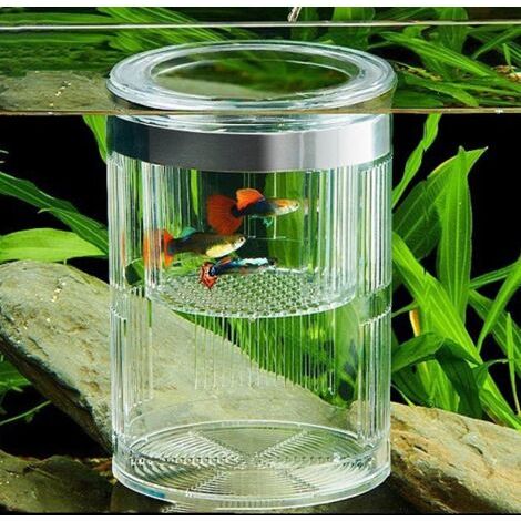 Boîte d'élevage cylindrique pour aquarium, double paroi transparente, avec ventouses, idéale pour les poissons agressifs ou blessés. (1/5)