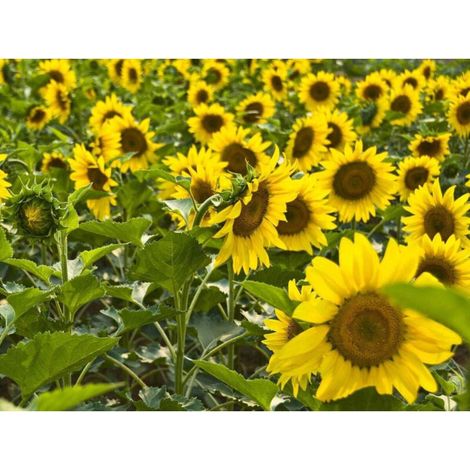Tournesol nain à planter, lot de 100 graines – Plante facile à cultiver, pour jardin et pot, attire pollinisateurs (1/5)